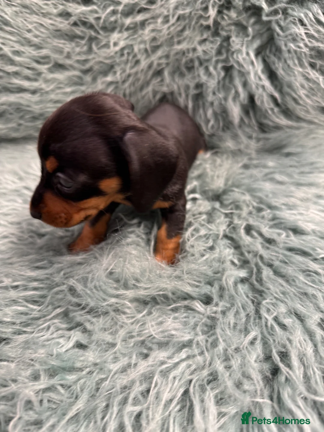 Miniature Dachshund dogs for sale: Miniature dachshund puppies - Advert 14