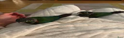 Conures birds for sale: Crimson bellied conure - Advert 3