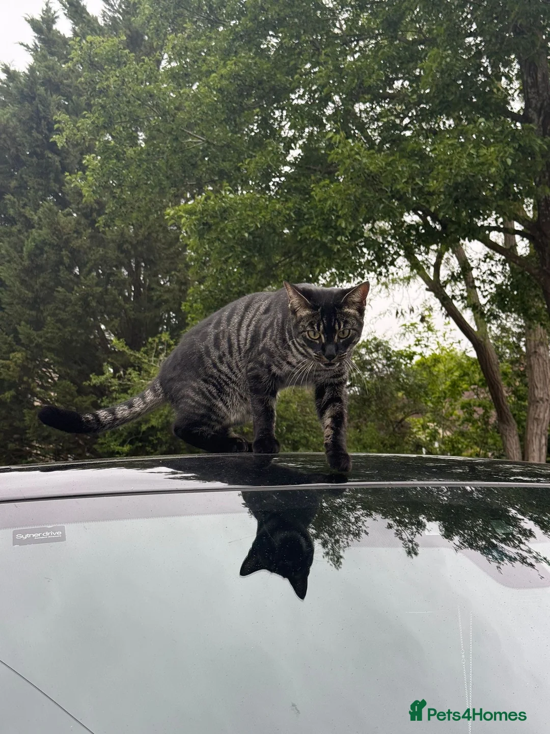 Bengal cats for sale: Beautiful 11-Month-Old Bengal Cat  in Wallington - Advert 6