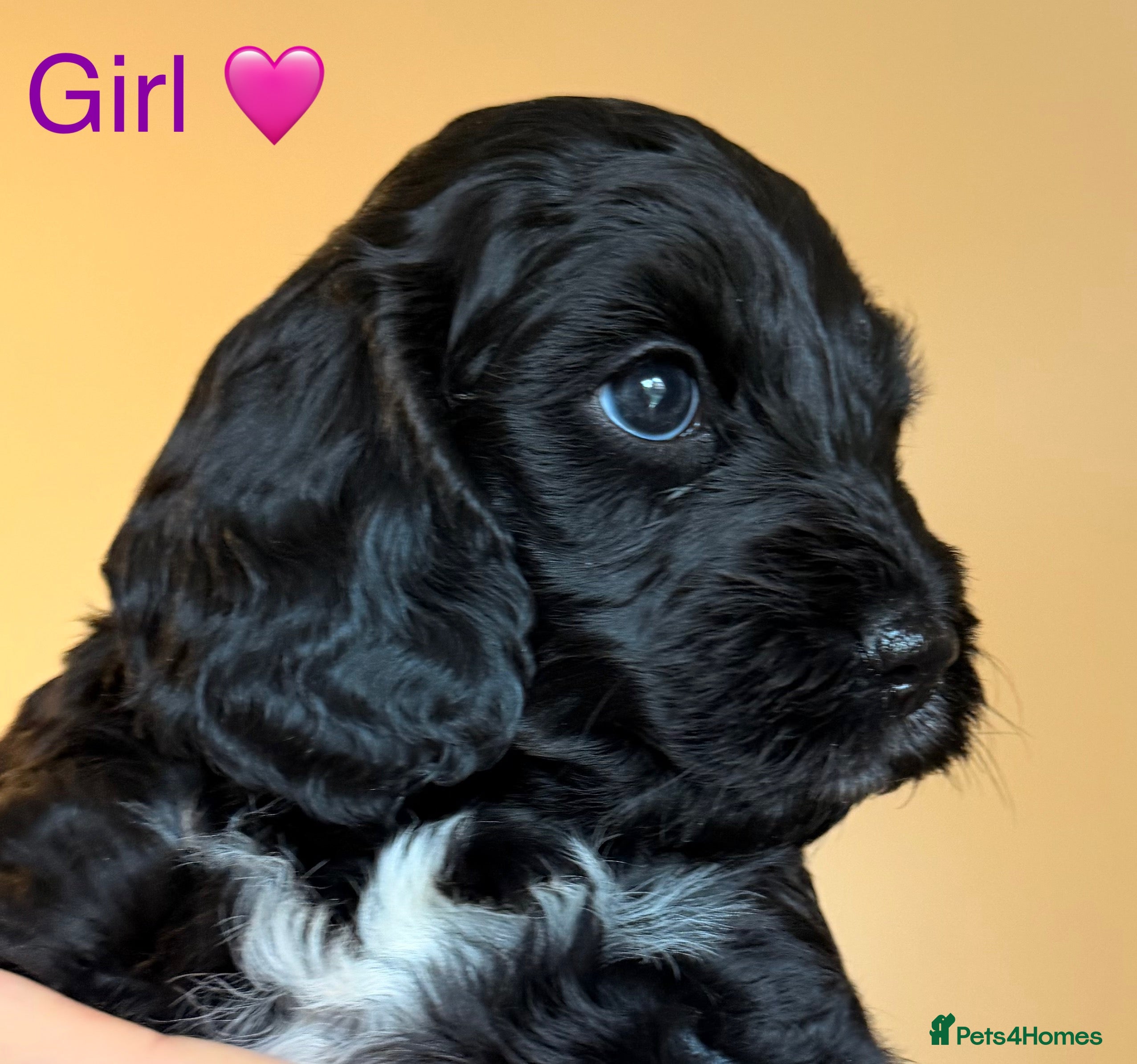 Cockapoo dogs F1 Cockapoo Puppies - Advert 6