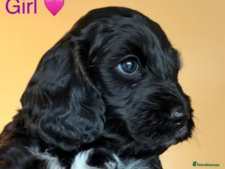 Cockapoo dogs F1 Cockapoo Puppies - Advert 6