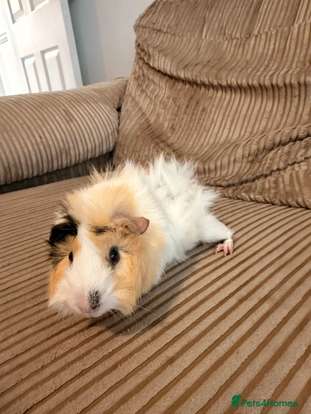 Guinea Pig rodents for sale: Female Abyssinian Guinea pig and her sow offspring - Advert 12