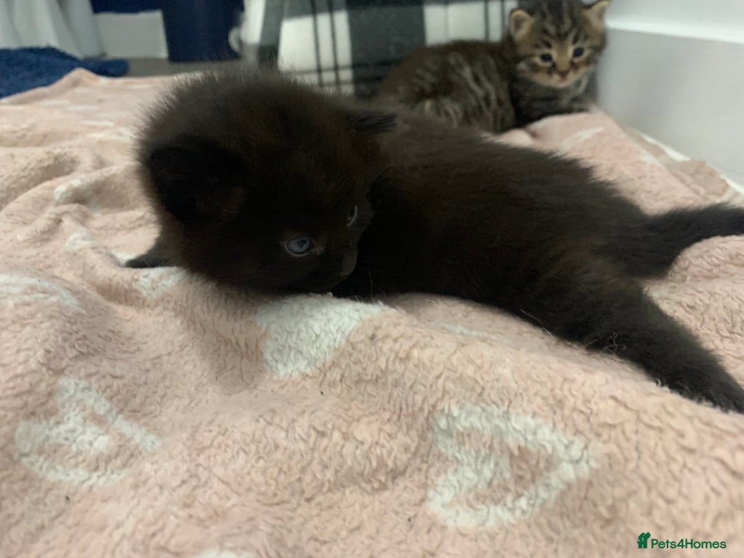 Domestic Shorthair cats for sale: 2 male kittens  - Image 2