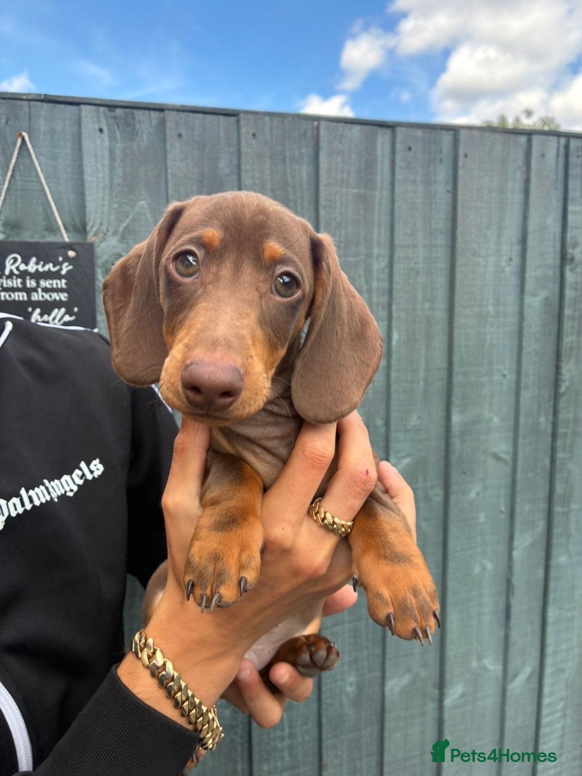 Miniature Dachshund dogs KC Miniature Dashchunds Puppies - Advert 7