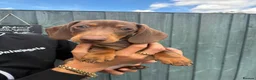 Miniature Dachshund dogs for sale: KC Miniature Dashchunds Puppies - Advert 1