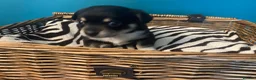 Chiweenie dogs for sale: 🐶 Gorgeous Litter of Toy Chiweenies 🐶 in Okehampton - Advert 8