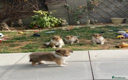Rough Collie dogs for sale: ROUGH COLLIE  SABLE AND WHITE MALE PUPPIES - Image 20