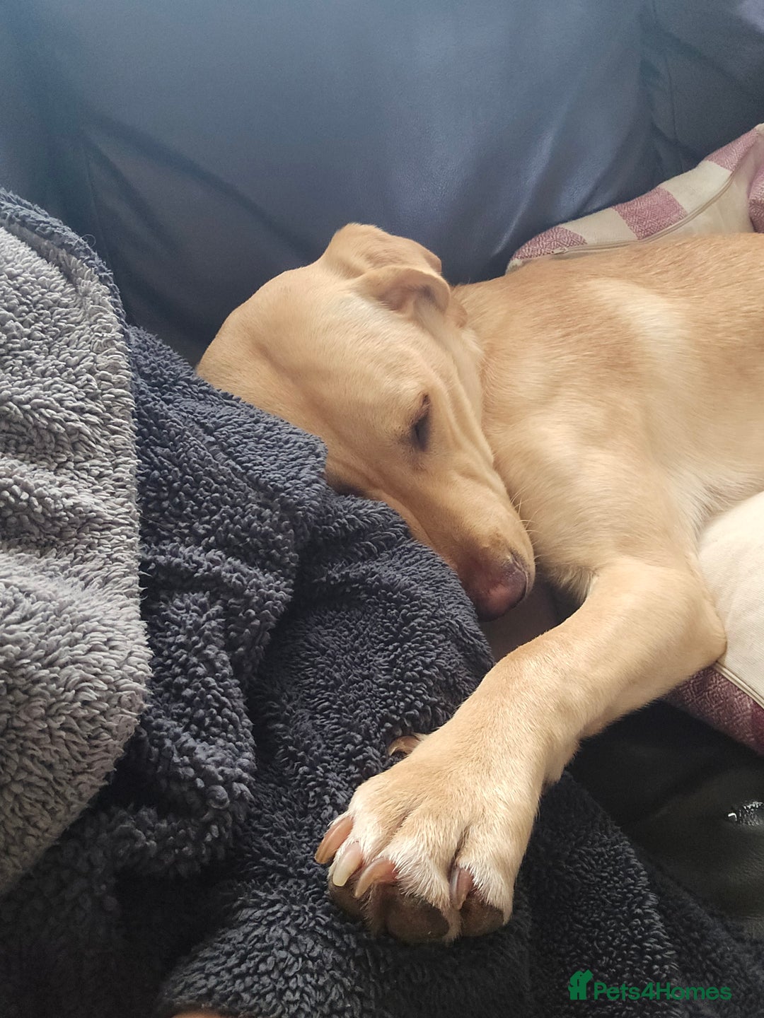 Labrador Retriever dogs for sale: Benny - Advert 4