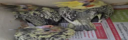 Cockatiels birds for sale: Baby cockatiels for sale - Advert 2