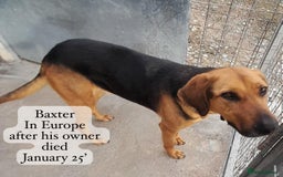 Mixed Breed dogs for adoption: Baxter, 5 yrs old boy. Available for adoption. - Image 13
