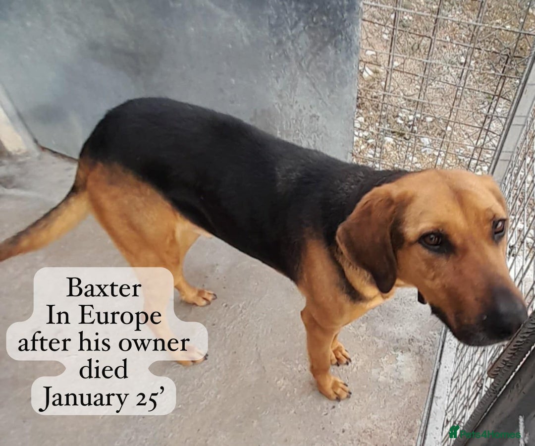 Mixed Breed dogs for adoption: Baxter, 5 yrs old boy. Available for adoption. - Image 13