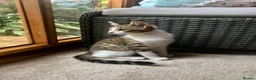 Mixed Breed cats for sale: Last one - £75 READY NOW - Pedigree Cross Kittens - Advert 2