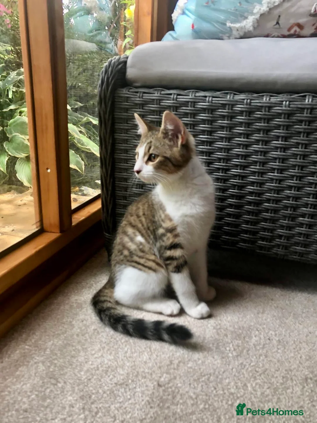 Mixed Breed cats for sale: Last one - £75 READY NOW - Pedigree Cross Kittens - Advert 2