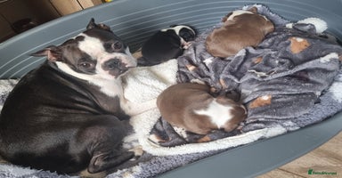 Boston Terrier dogs - Advert 2