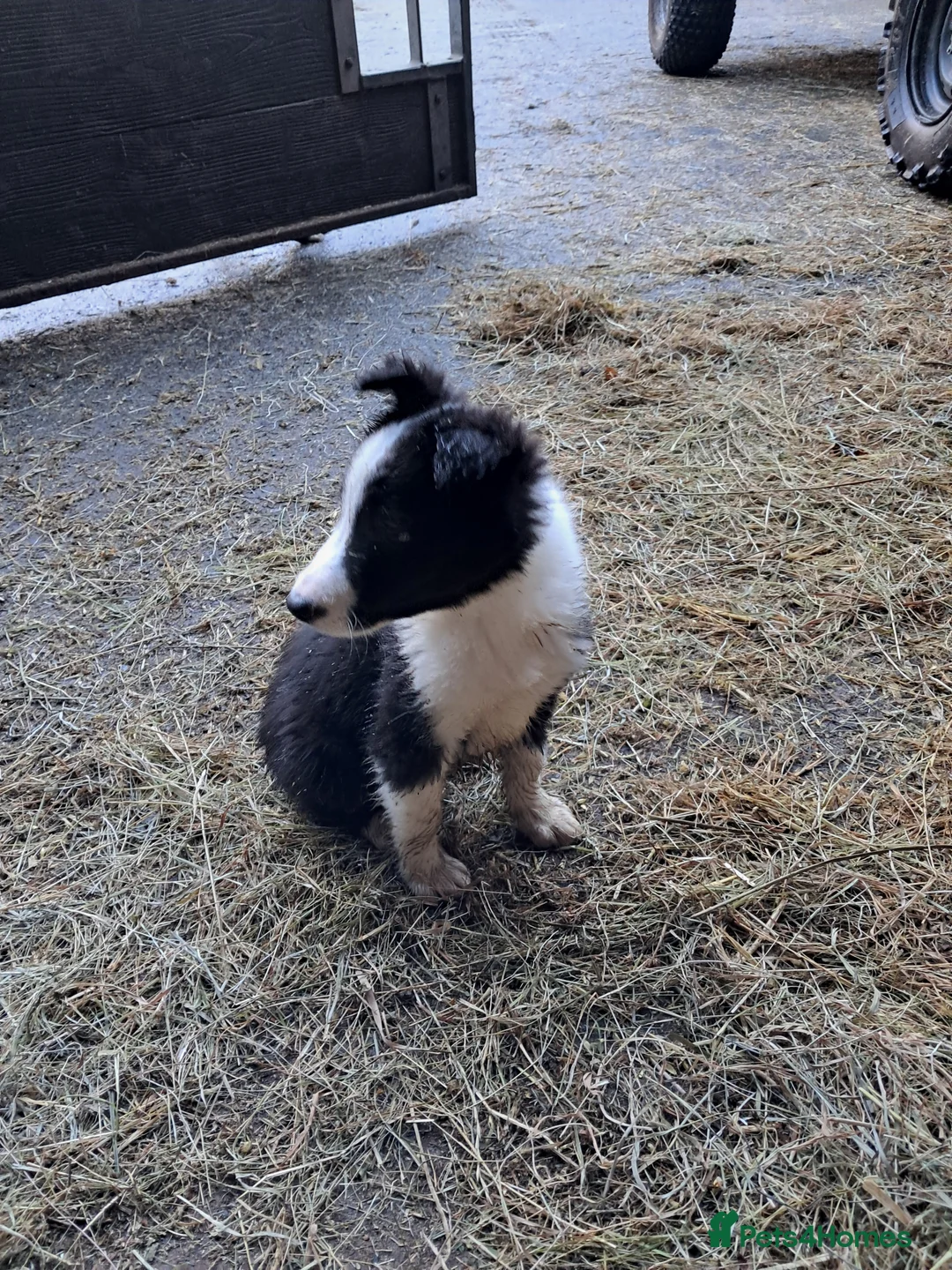 Mixed Breed dogs for sale: Three Collie pups for working highly active homes - Advert 4