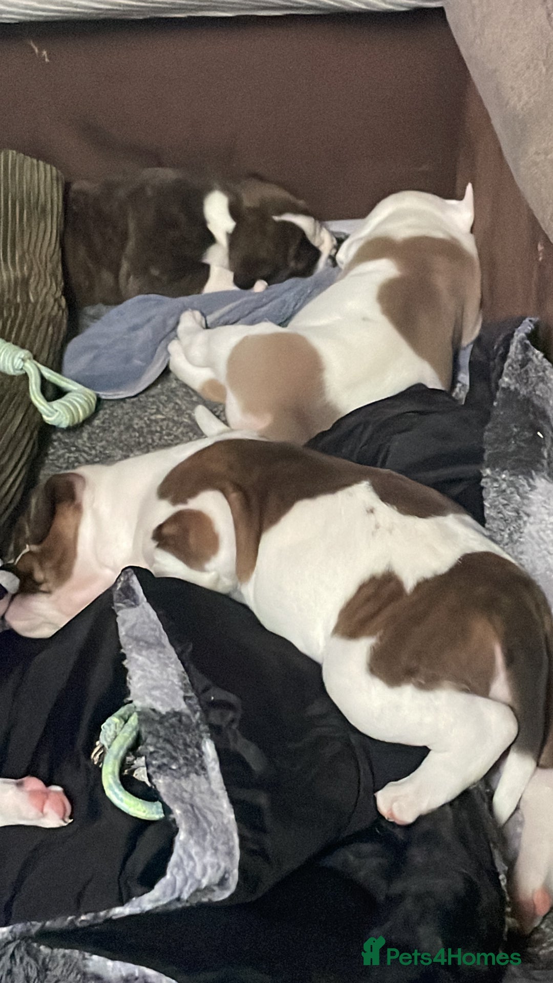 Mixed Breed dogs for adoption: Male American Bulldog / Staffy - Advert 2