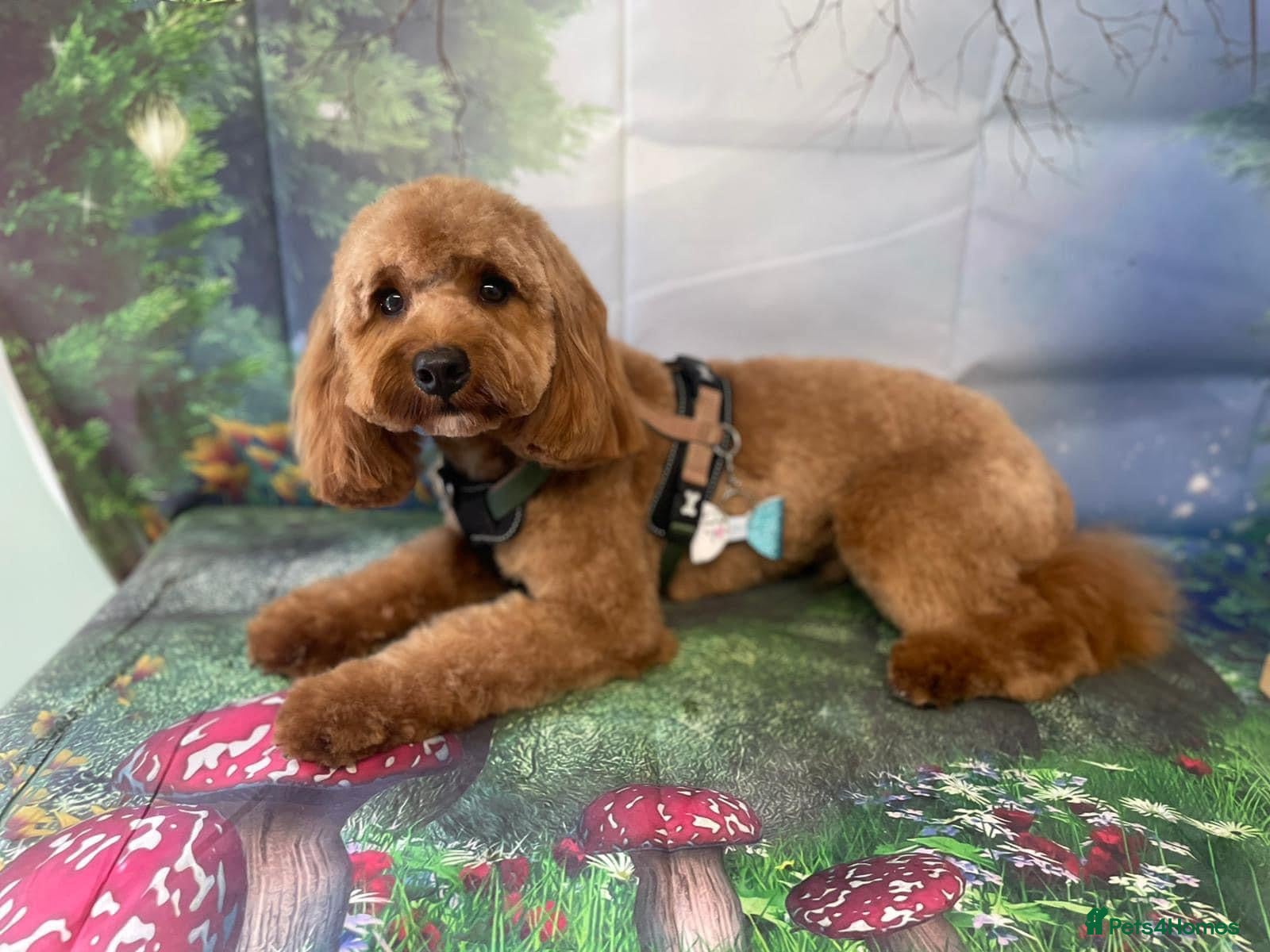 Cavapoo dogs for stud: Teddy – Available for Stud in Romford - Advert 10