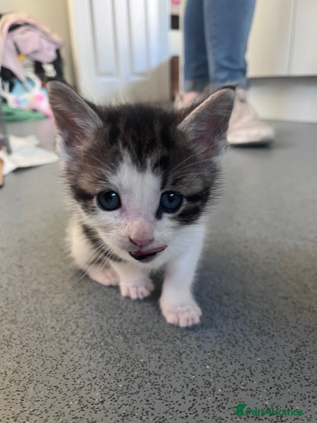 Mixed Breed cats for sale: Mainecoon/Bengal X kittens - Image 15