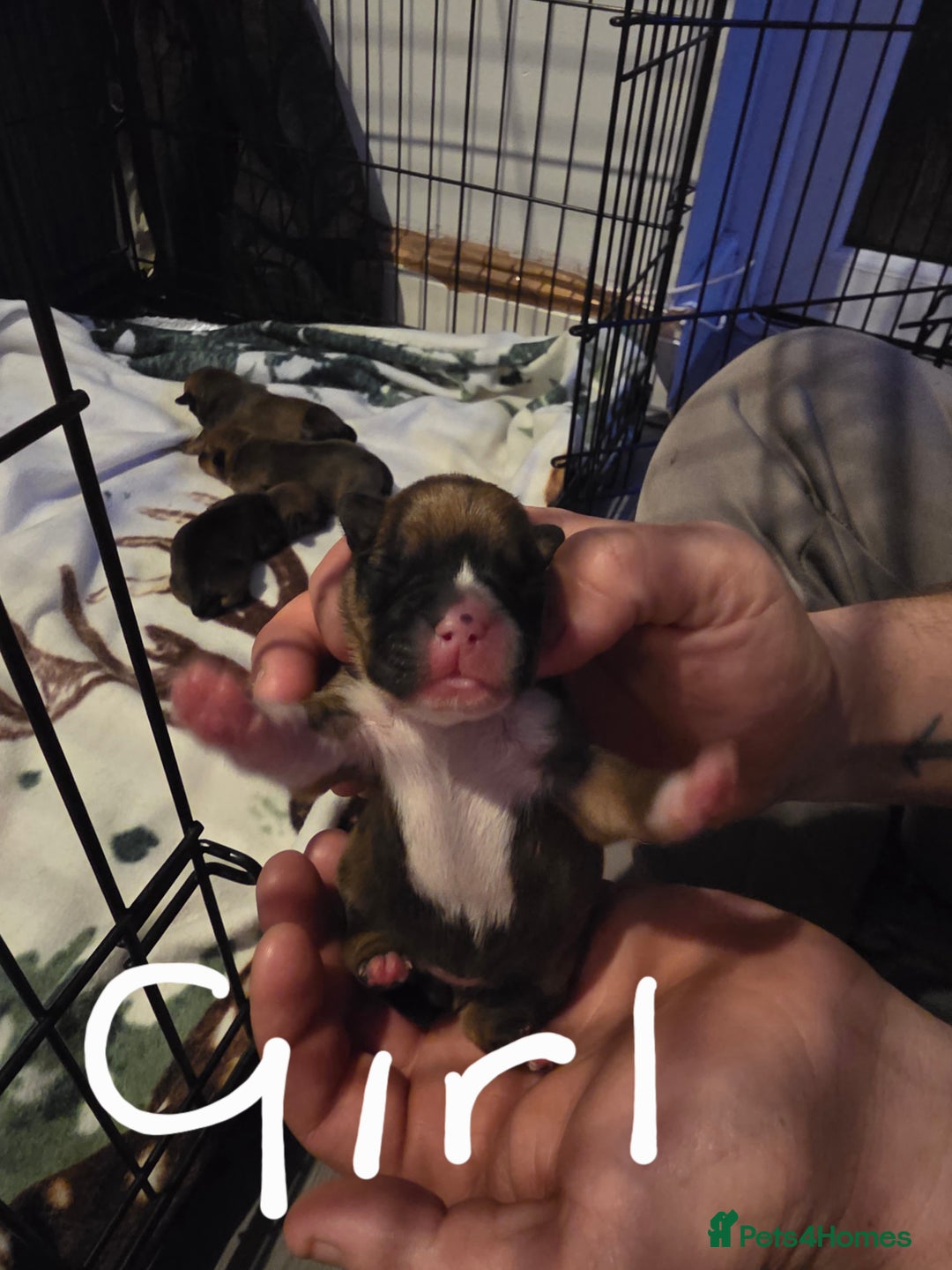 Mixed Breed dogs for sale: French bull jacks - Advert 6