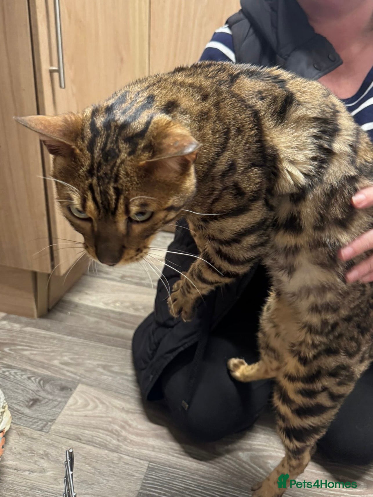 Bengal cats Beautiful boy bengal looking for new home - Advert 1