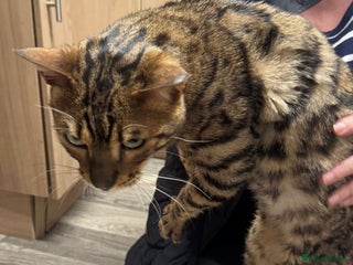 Bengal cats Beautiful boy bengal looking for new home - Advert 6