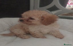 Mixed Breed dogs for sale: Cavapoochon puppies  - Image 3