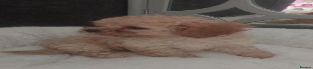 Mixed Breed Puppy 2