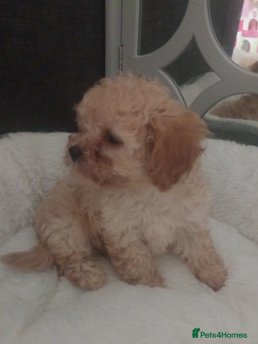 Mixed Breed dogs for sale: Cavapoochon puppies  - Image 3