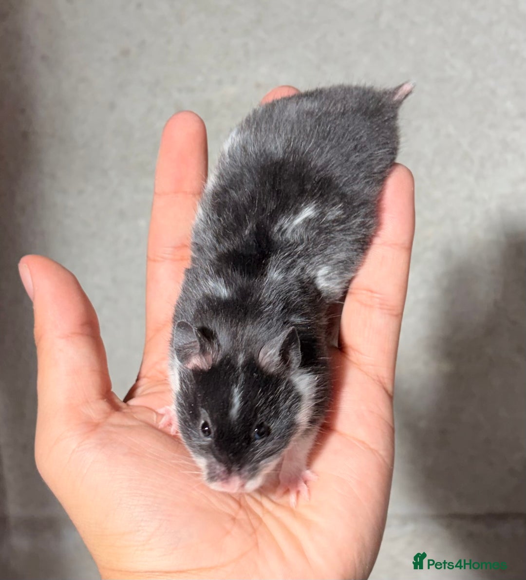 Hamster rodents for sale: BABY TAME PEDIGREE SYRIAN HAMSTER PUPS - Image 14