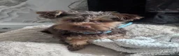 Yorkshire Terrier dogs for sale: Male Yorkshire terrier  in Nottingham - Advert 6