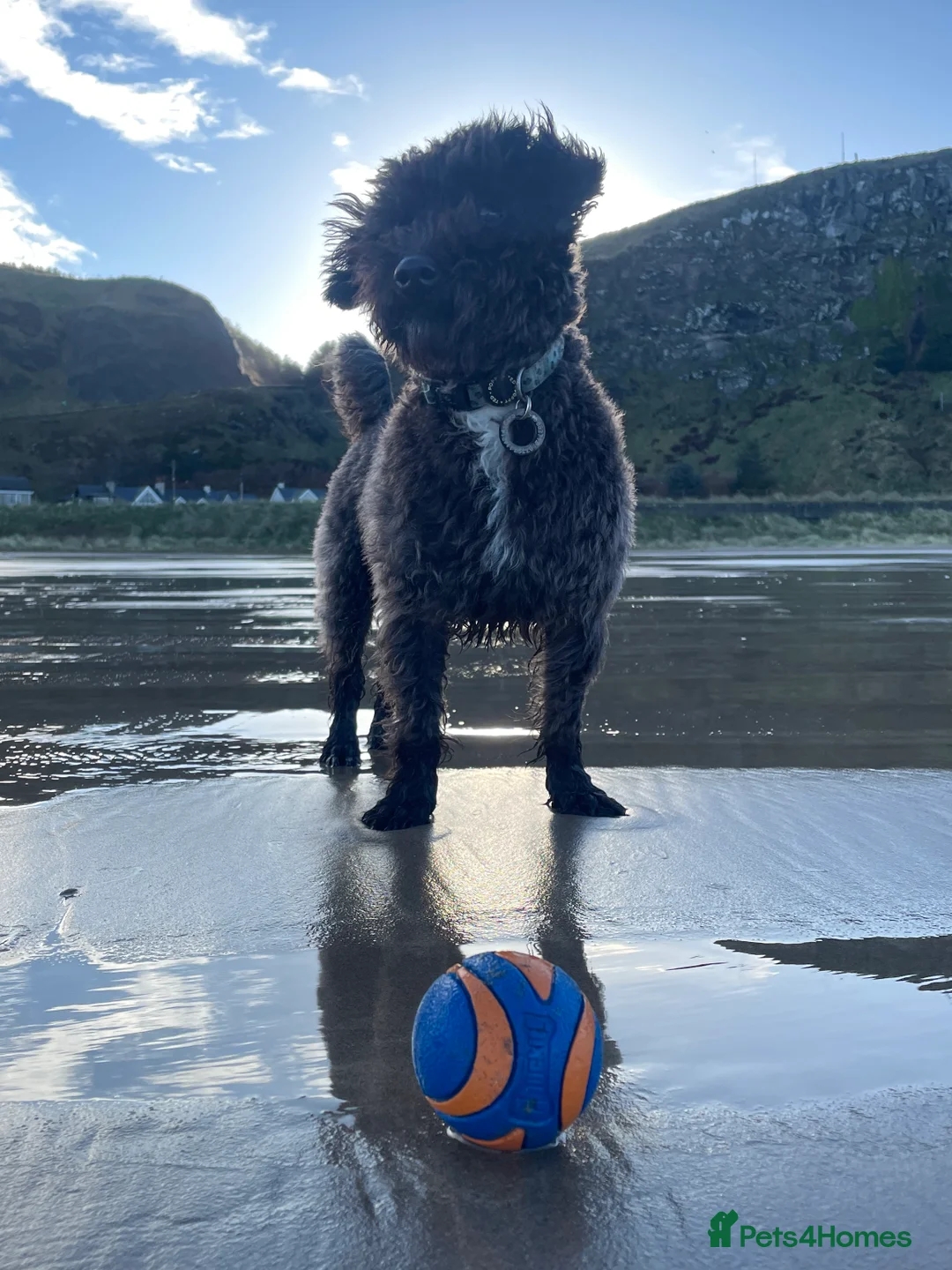 Jackapoo dogs for stud: Gorgeous Jackapoo Available for Stud - Advert 2