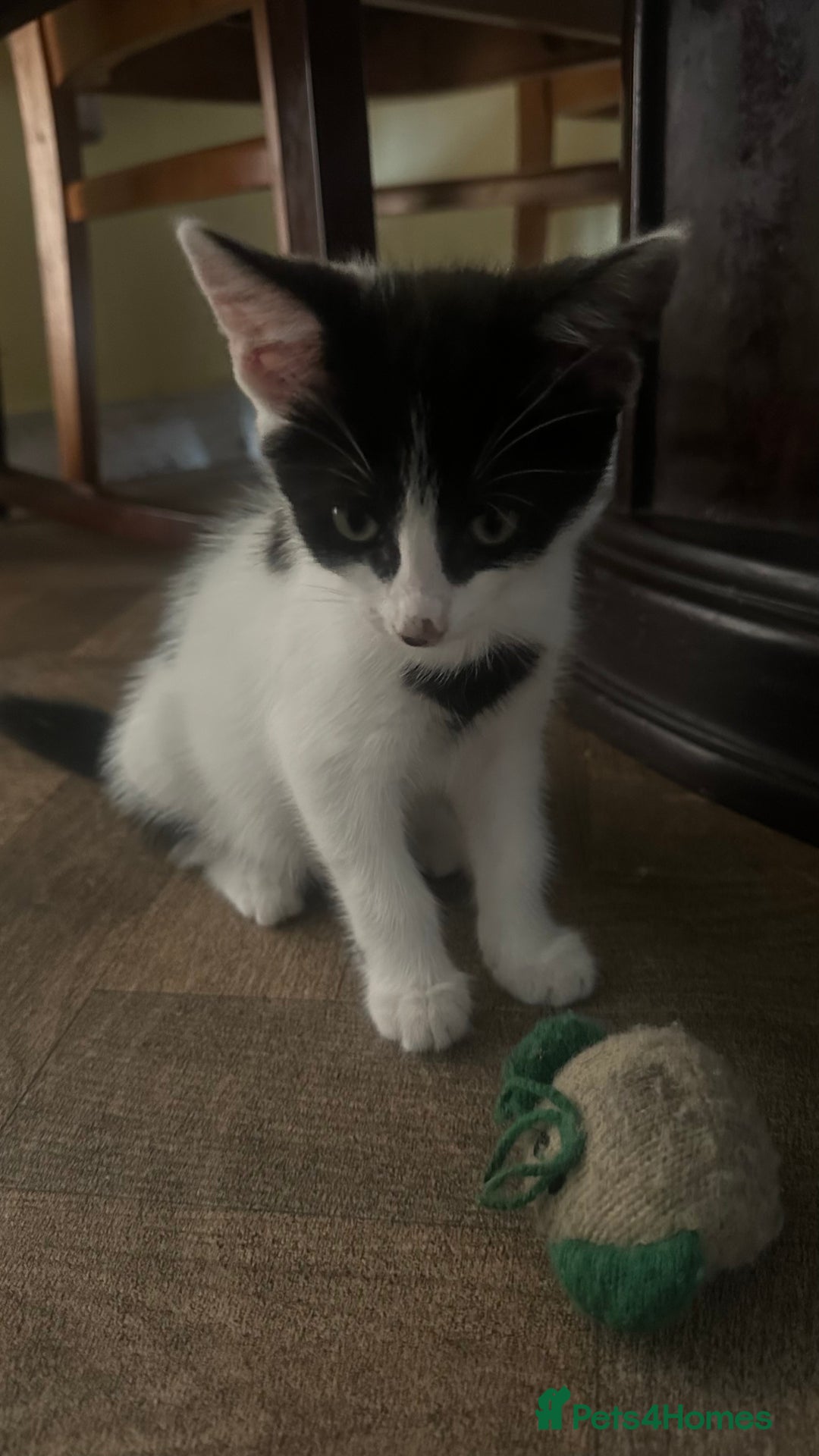 Siamese cats for sale: Beautiful mixed breed ragdoll kitten for sale! - Image 4