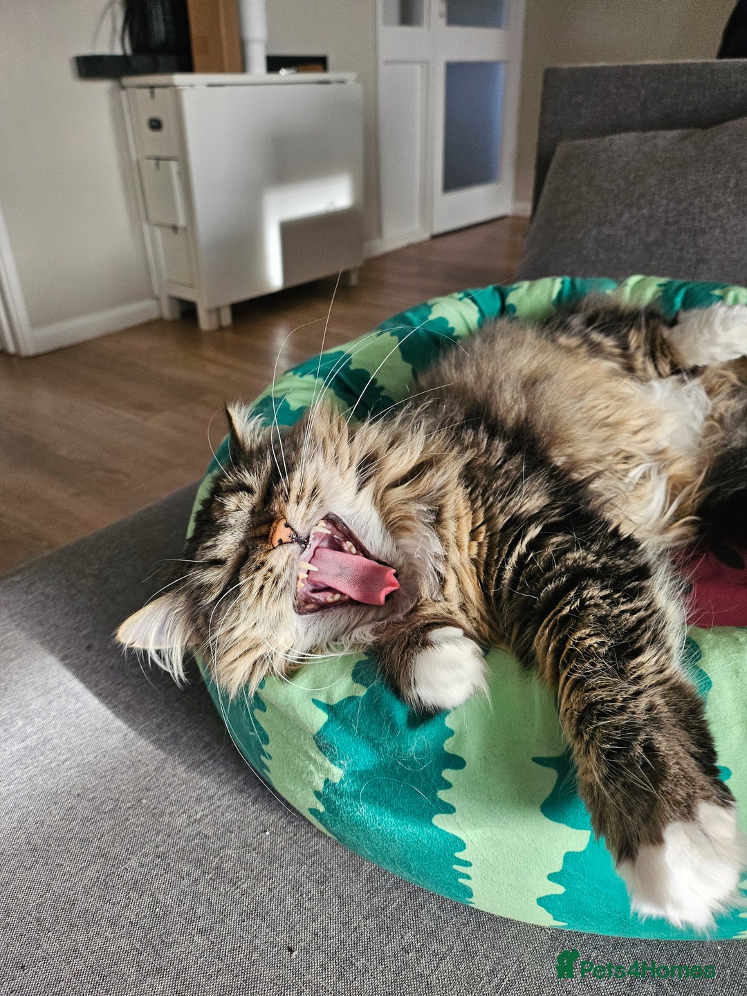 Siberian cats for sale: Retired Queen - Advert 4