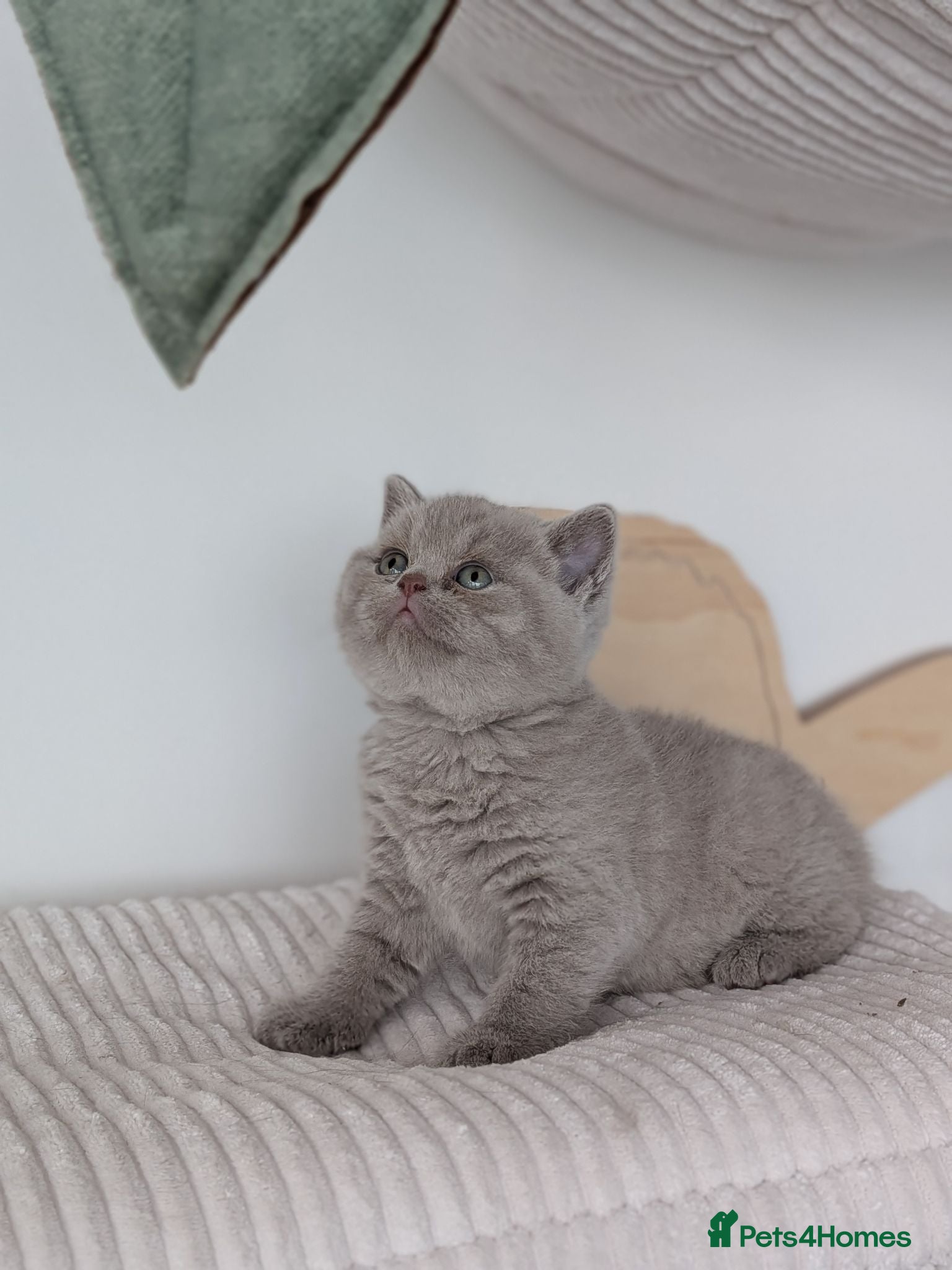 British Shorthair cats GCCF registered British Shorthair/ LH kittens  - Advert 1