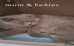 British Shorthair cats for sale: Stunning Russian Bloodline TICA reg kittens - Image 9