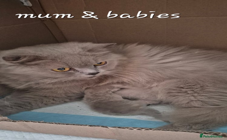 British Shorthair cats - Advert 9