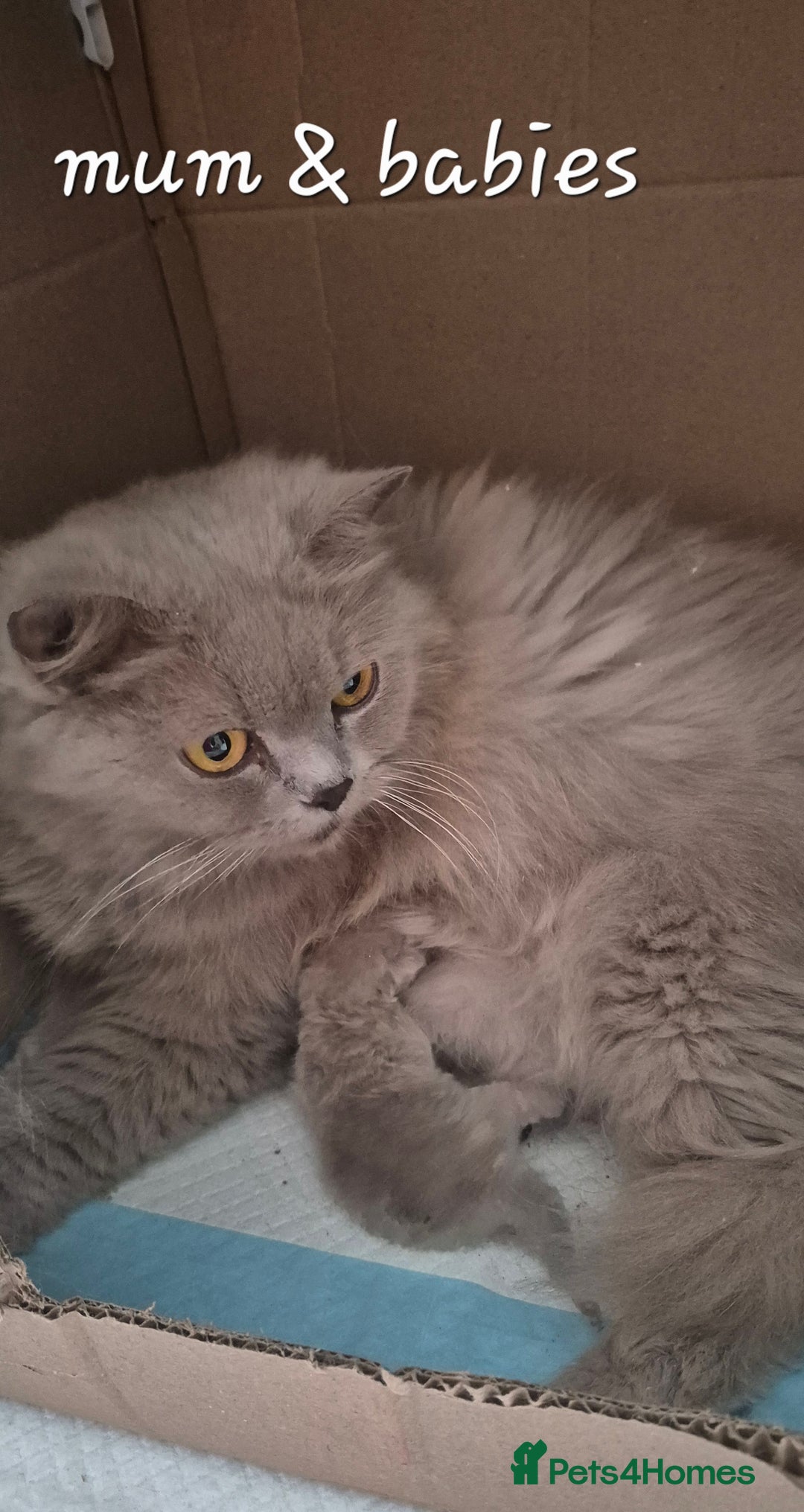 British Shorthair cats for sale: Stunning Russian Bloodline TICA reg kittens - Image 9