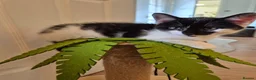 Mixed Breed cats for sale: Unique Black and White "Frosted" Bicolor kittens - Advert 15