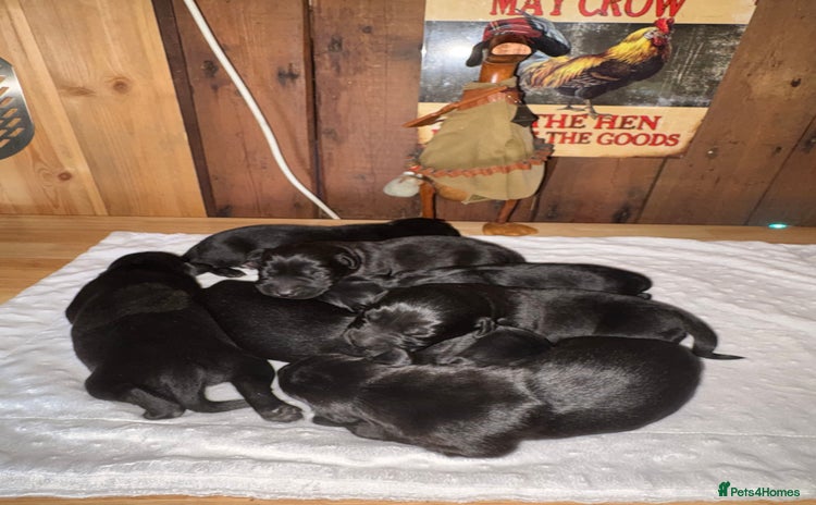 Labrador Retriever dogs - Advert 4