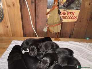 Labrador Retriever dogs - Advert 24