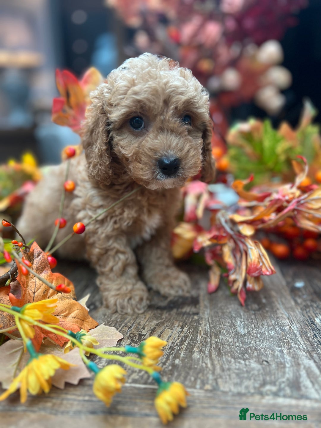Cavachon dogs for sale: Ready Next week ❤️ - Image 4