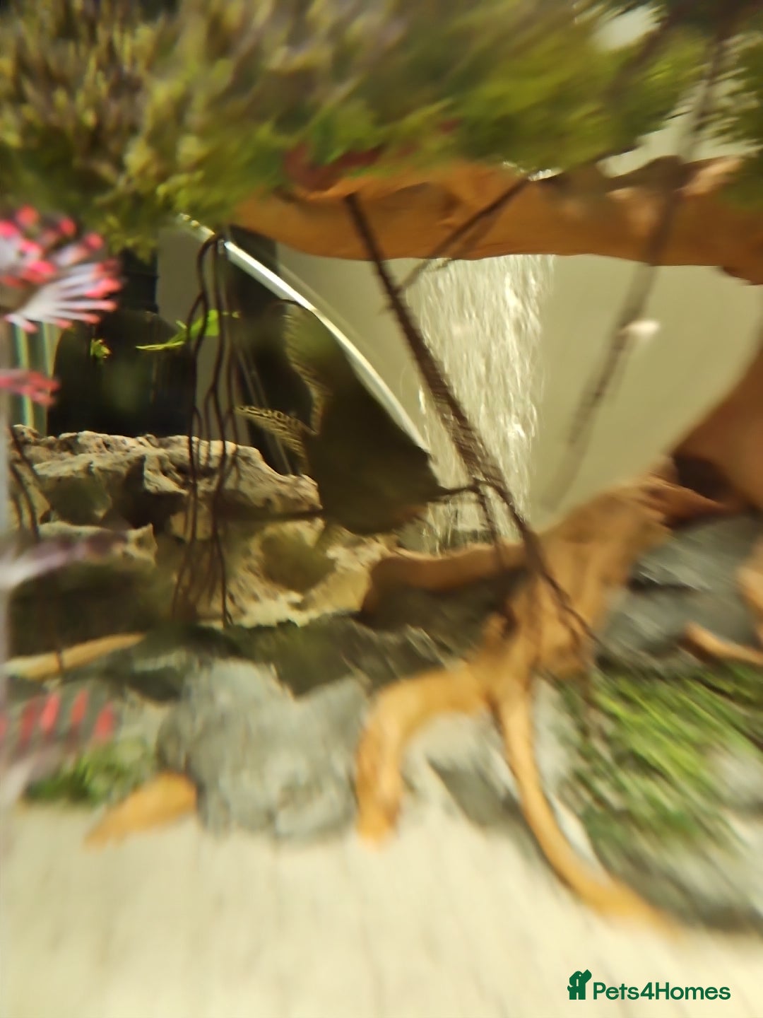 Fancy Goldfish fish for sale: Selection of temperate fish - Advert 5