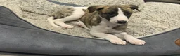 Whippet dogs for sale: Beautiful homebred KC registered whippet boys in Perth - Advert 3