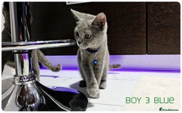 British Shorthair cats for sale: British  Blue Kittens (Delivery  available) - Image 4
