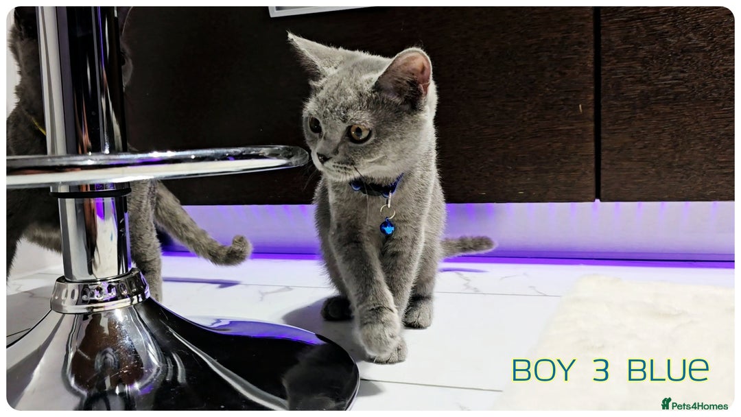 British Shorthair cats for sale: British  Blue Kittens (Delivery  available) - Image 4