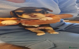 Yorkshire Terrier dogs for sale: 1 Boy & 3 Girls with Unique Coats - Image 9