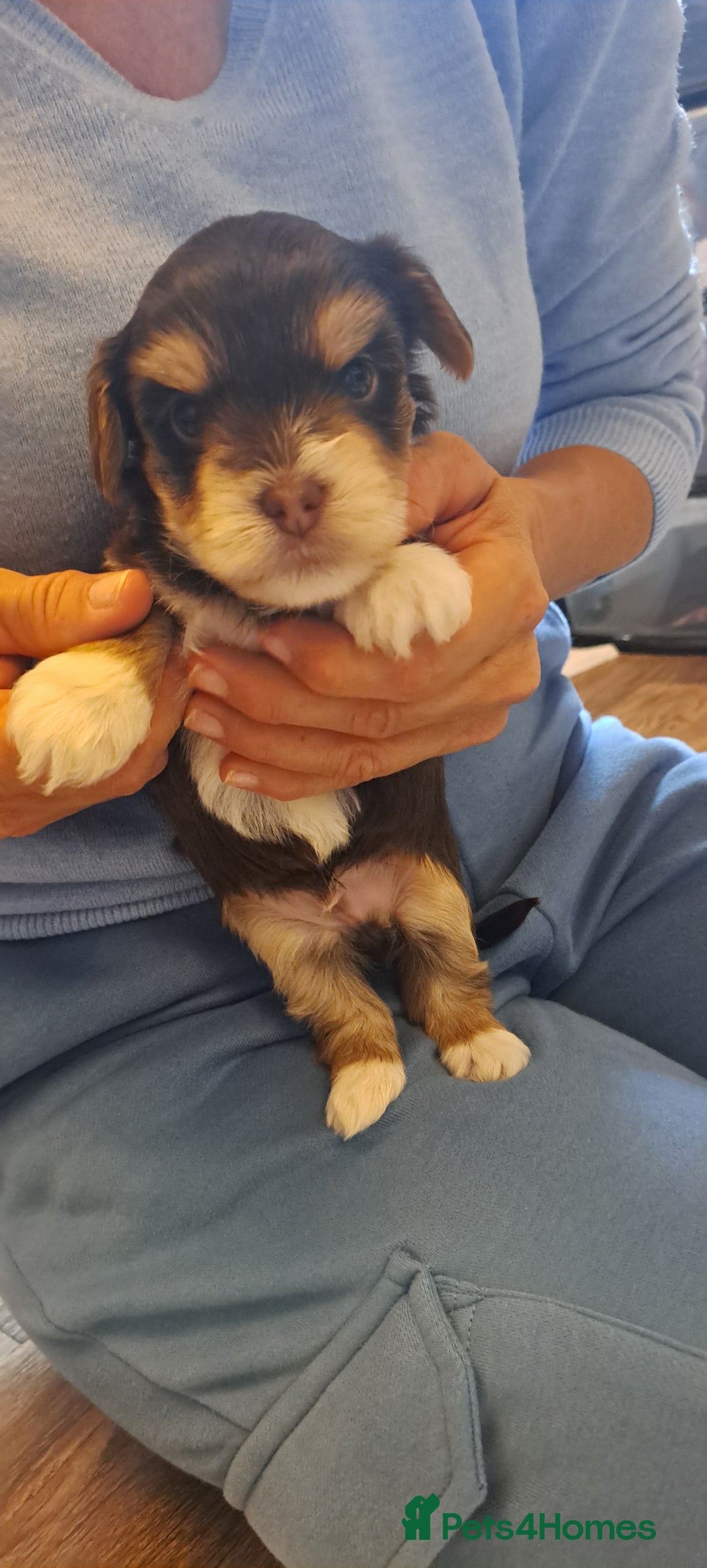 Yorkshire Terrier dogs for sale: 1 Boy & 3 Girls with Unique Coats - Image 9