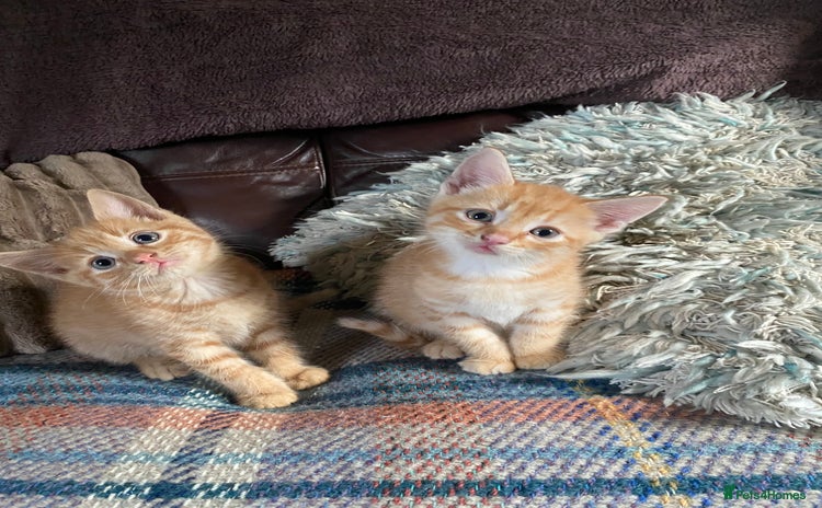 British Shorthair cats - Advert 1