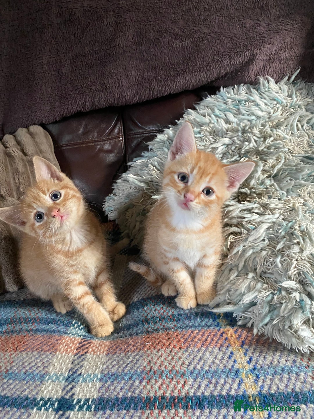 British Shorthair cats for sale: My gorgeous boys are looking for new lap 🏡  - Image 1