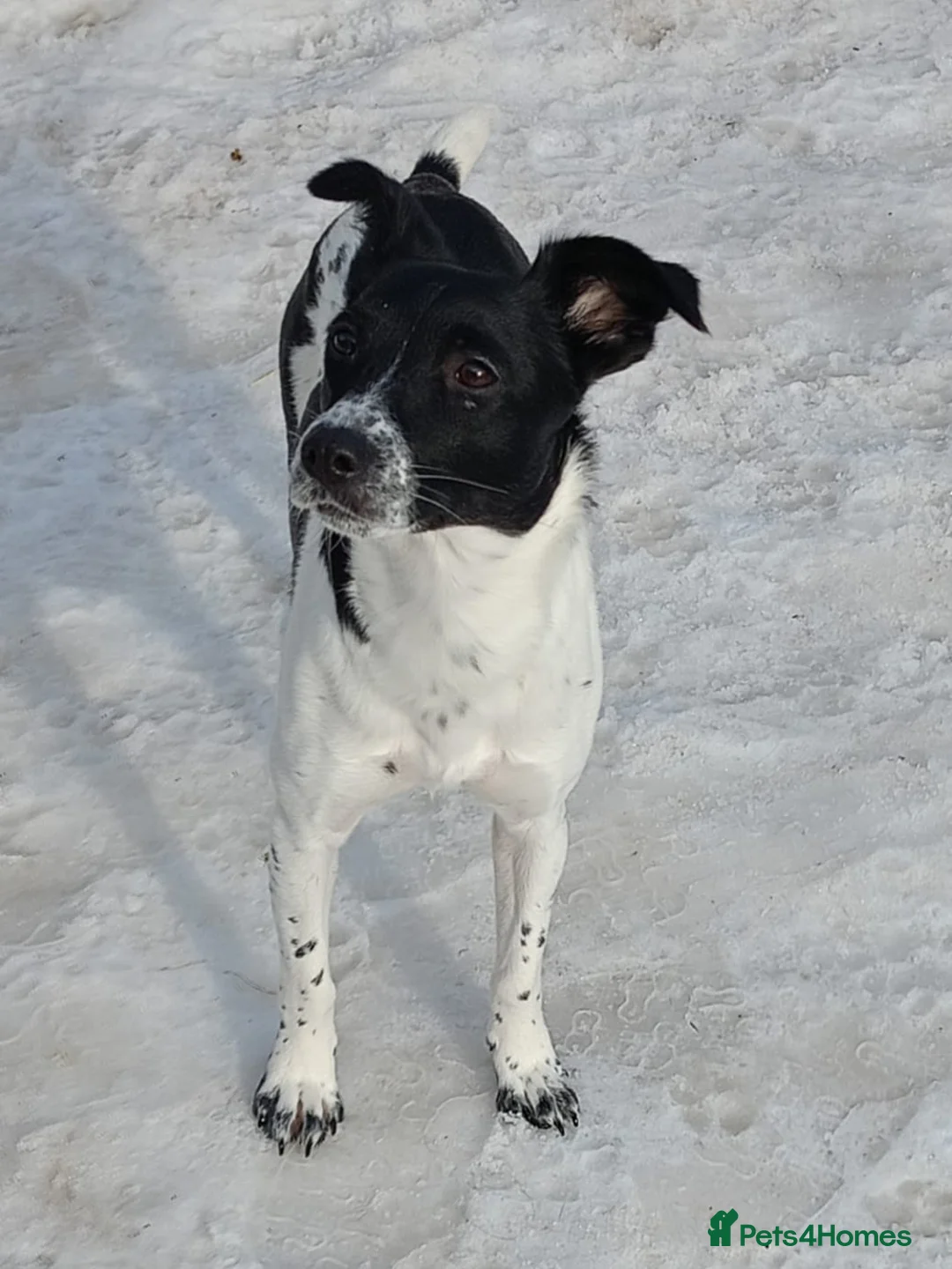 Mixed Breed dogs for adoption: ❤️MATILDA❤️ 10 months, low medium below the knee) - Advert 14